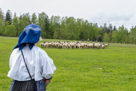 Wiślański Wygón Łowiec owieczki na łące